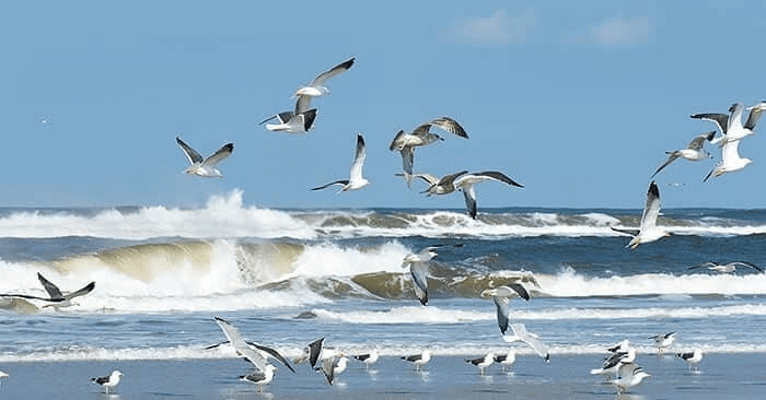 bootkaartje groepsreis Terschelling  - meeuwen