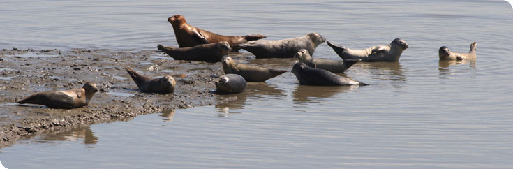 Boottrip zeehonden - zeehonden Boottrip zeehonden - zeehonden