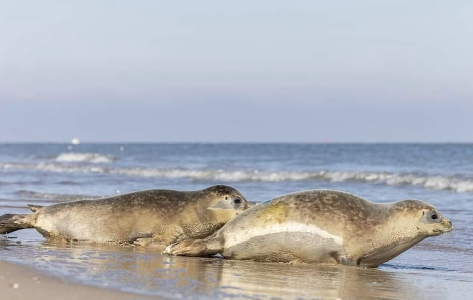 Rondvaart en zeehonden kijken Makkum  - zeehond_4_2025