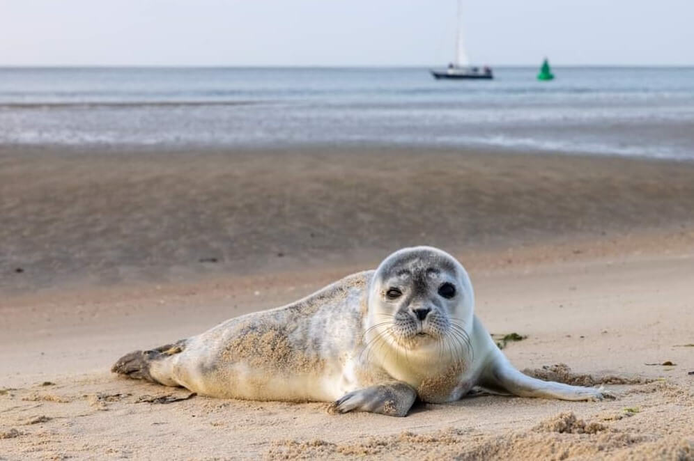 rondvaart zeehondenbank Harlingen - zeehond_2024_vlieland_plaatje_bijgesneden