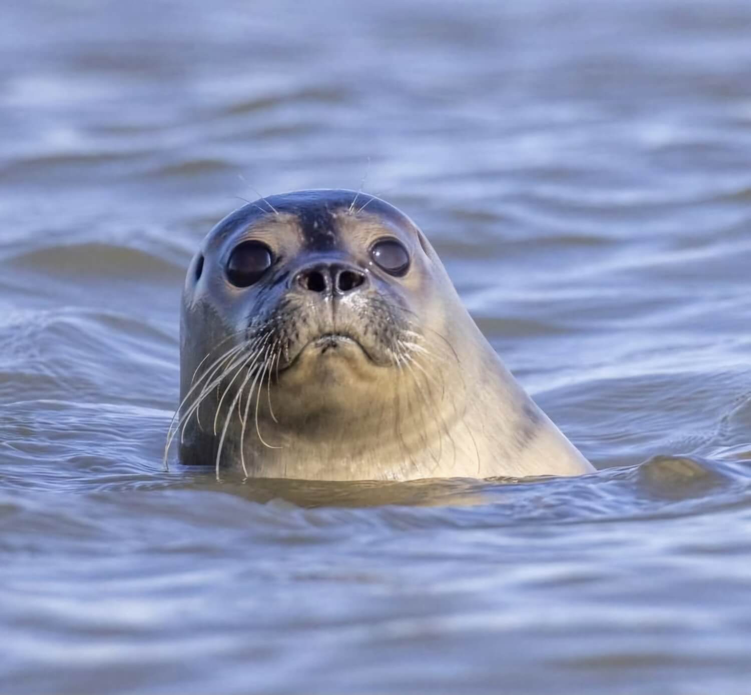 zeehonden spotten  - zeehond_6_2025