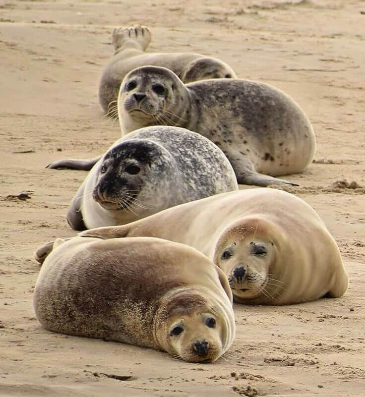 Zeehonden Waddenzee - zeehonden_2025_nr_8
