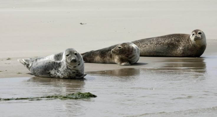 zeehondentocht Harlingen  - zeehond9